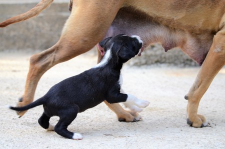 female dog of american staffordshire terrier feeding up puppies,image of aの写真素材