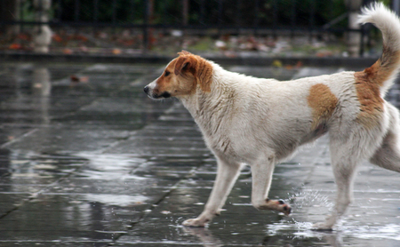 stray dogs on the rain,image of aの写真素材