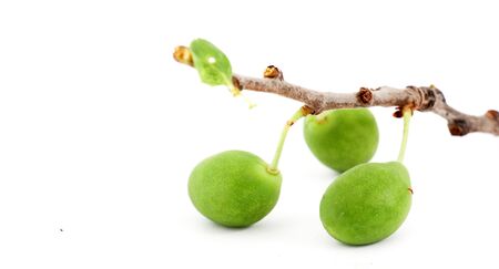Group of plums on a twig isolated on a white background, image of aの写真素材