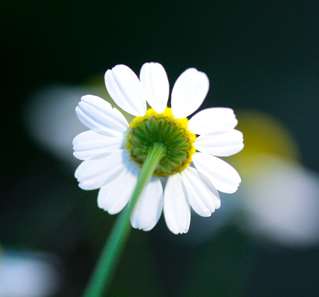 chamomiles in the natureの写真素材