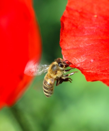bee on a poppy flowerの写真素材