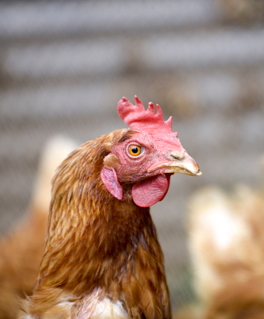 Brown Rooster in a farm cage,image of aの写真素材