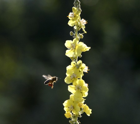 bee at work on a yellow flower of wild plant