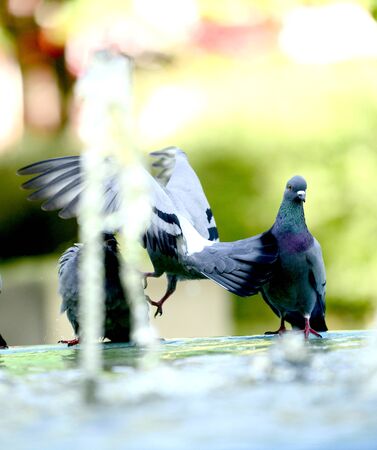 Pigeon drinking and playing water in the fountain, image of aの写真素材