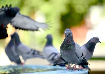 Pigeon drinking and playing water in the fountain, image of aの写真素材