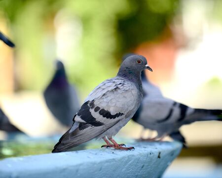 Pigeon drinking and playing water in the fountain, image of aの写真素材