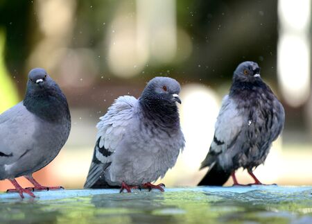Pigeon drinking and playing water in the fountain, image of a