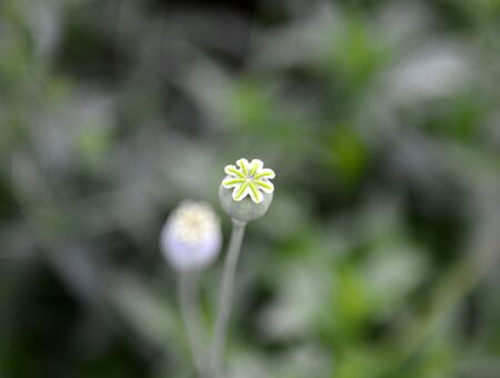 Opium Plant Poppy in the field ,image of aの写真素材