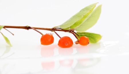 orange berries branch with leaves on white background,imageの写真素材