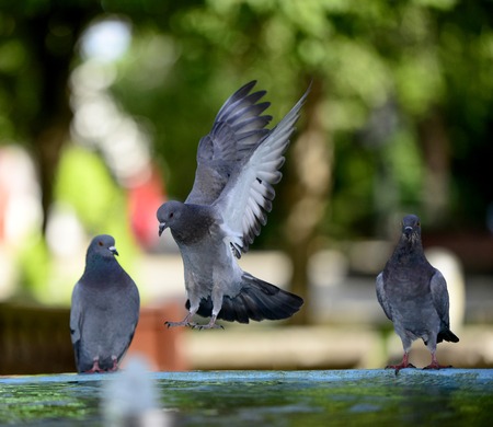 Pigeon refreshing on a water in the fountain, image of aの写真素材