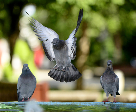 Pigeon refreshing on a water in the fountain, image of aの写真素材