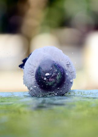 Pigeon refreshing on a water in the fountain, image of aの写真素材