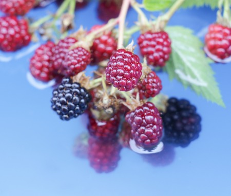 image of an unripe and ripe blackberriesの写真素材