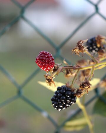 ripe and unripe blackberries on the bush with selective focus. Bunch of blackberries. Berry background,imageの写真素材
