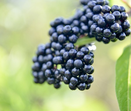 elderberry fruits in nature, close up view,morning shot, shallow dof,imageの写真素材