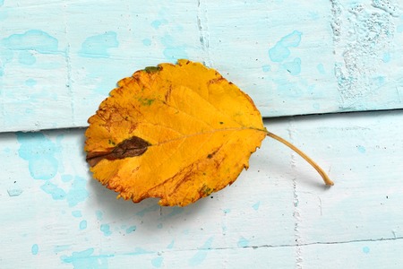 image of yellow single apple leaf in autumnの写真素材