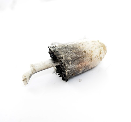image of a mushroom turned black on white background