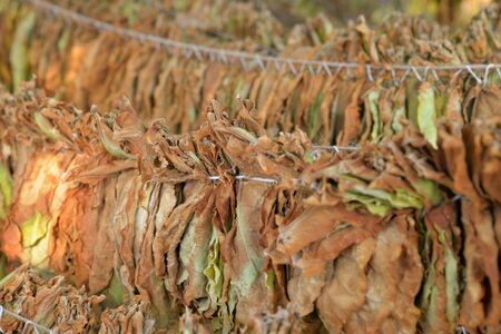 Tobacco leaves drying in the shed.の写真素材