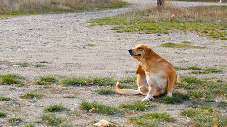 stray dog try to scratching its fur .