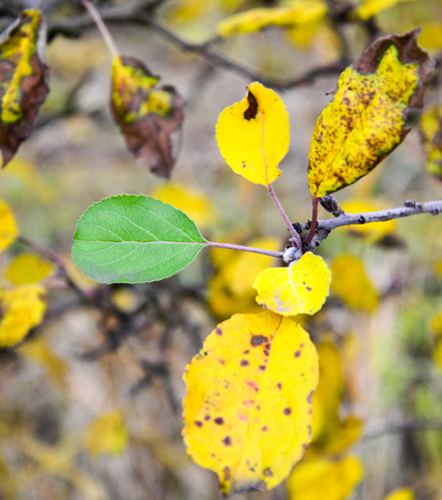 green leaf growing up on an apple tree in autumn,image of a