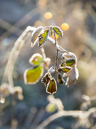 The frost on the blackberry leaves,image of a