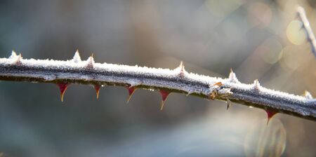 The frost on the blackberry leaves,image of aの写真素材