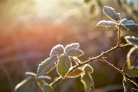 The frost on the blackberry leaves,image of a