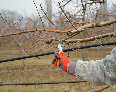 Image of a man's hand pruning a apple tree with garden secateurs in winter.