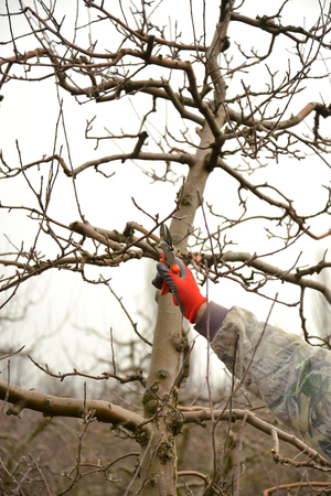Pruning a apple tree with garden secateurs in winter,image of aの写真素材