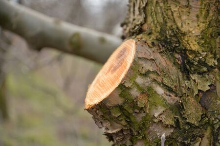 Fresh pruned apple branch in winter,image of a