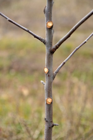 Fresh pruned young apple tree in winter,image of a