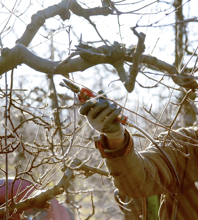 Pruning of apple trees with secateurs in the orchard,
