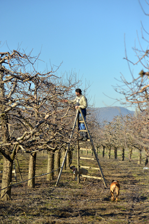 Pruning of apple trees with secateurs in the orchardの写真素材