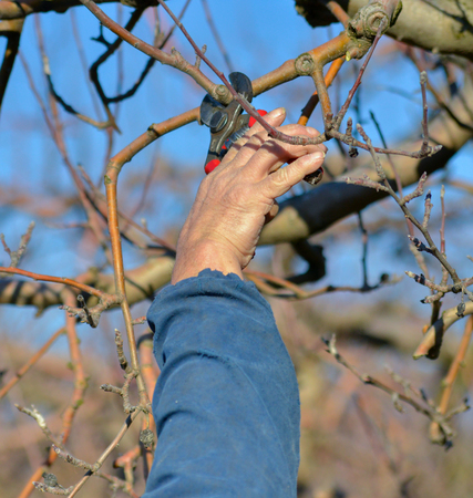 Pruning of apple trees with secateurs in the orchardの写真素材