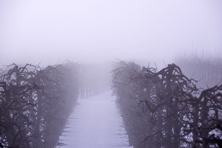 apple orchard mist an snowの写真素材