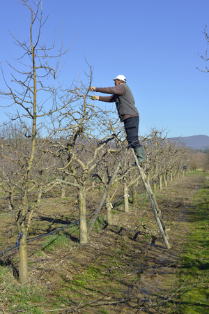 RESEN, MACEDONIA. MARCH 10, 2018- Farmer pruning apple tree in orchard in Resen, Prespa, Macedonia. Prespa is well known region in Macedonia on producing high quality apples.imageのeditorial素材