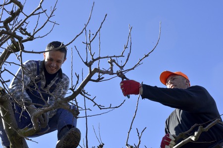 RESEN, MACEDONIA. MARCH 10, 2018- Farmer pruning apple tree in orchard in Resen, Prespa, Macedonia. Prespa is well known region in Macedonia on producing high quality apples.imageのeditorial素材