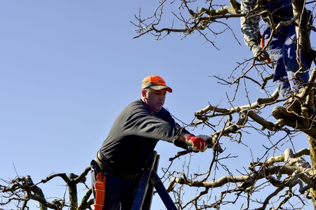 RESEN, MACEDONIA. MARCH 10, 2018- Farmer pruning apple tree in orchard in Resen, Prespa, Macedonia. Prespa is well known region in Macedonia on producing high quality apples.imageのeditorial素材