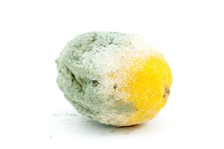 Rotten Lemon Fruit on White Backgroundの写真素材