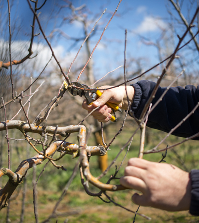 unrecognizable man pruning apple trees in an orchard in march,