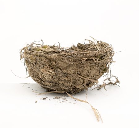 empty bird nest on whiteの写真素材