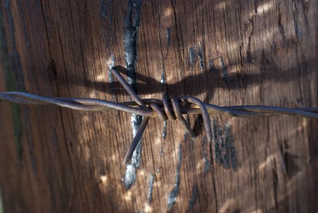 close up rusty and grunge barbed wire.wood backgroundの写真素材