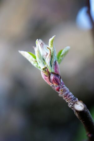 apple bud on an orchard in april, image