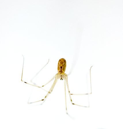 spider on white background, shallow dof ,image of aの写真素材