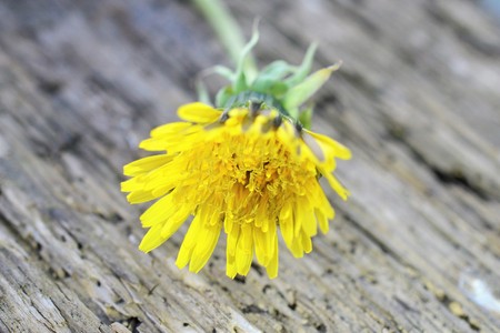 Yellow dandelion flowers ,Taraxacum officinalの写真素材
