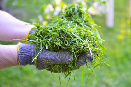 womah with protective gloves holding fresh moved grass in handsの写真素材
