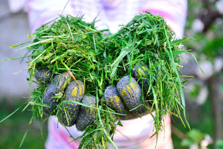 womah with protective gloves holding fresh moved grass in handsの写真素材