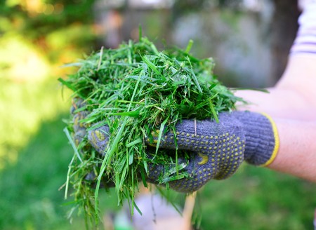 womah with protective gloves holding fresh moved grass in handsの写真素材