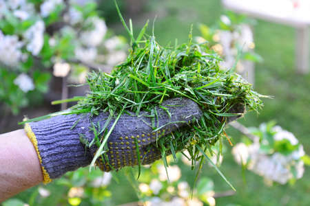 womah with protective gloves holding fresh moved grass in handsの写真素材