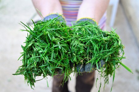 womah with protective gloves holding fresh moved grass in handsの写真素材